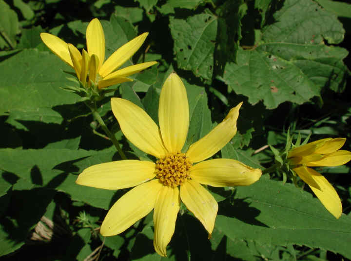 Sunflower, Wild (Helianthus spp.) - 23
