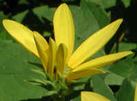 Sunflower, Wild (Helianthus spp.) - 23a