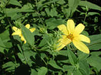 Sunflower, Wild (Helianthus spp.) - 24