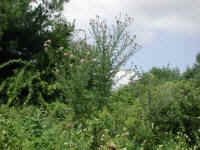 Tall Thistle (Cirsium altissimum) - 04
