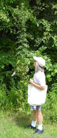 Tall Thistle (Cirsium altissimum) - 06