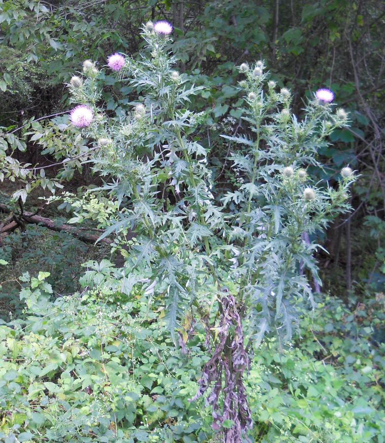 Tall Thistle - 15