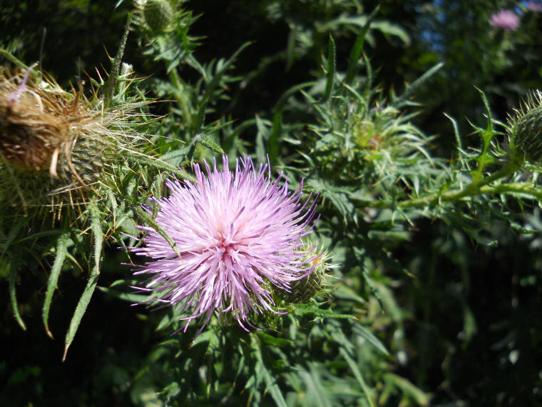 Tall Thistle - 10
