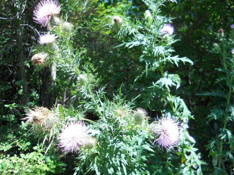 Tall Thistle - 11