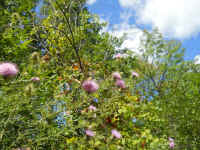 Tall Thistle (Cirsium altissimum) - 18