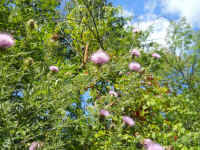 Tall Thistle (Cirsium altissimum) - 19