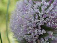 Teasel, Purple (Dipsacus sylvestris) - 03