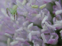 Teasel, Purple (Dipsacus sylvestris) - 03a