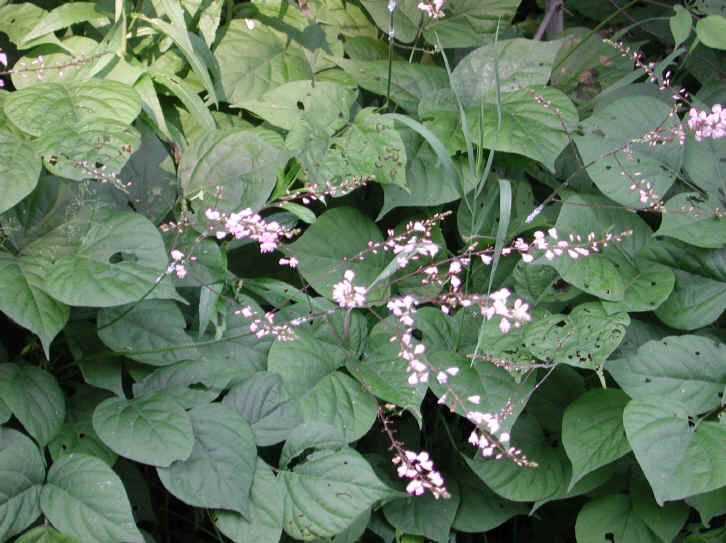 Pointed-leaf Tick Trefoil (Desmodium glutinosum) - 01