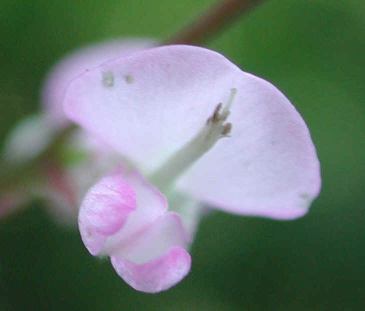 Pointed-leaf Tick Trefoil (Desmodium glutinosum) - 05