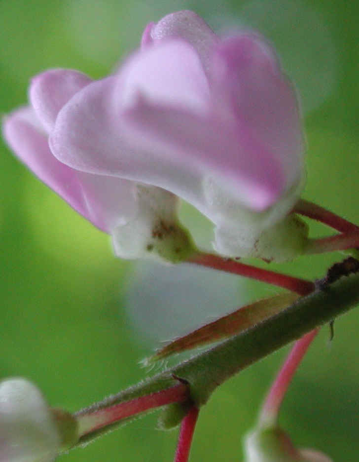 Pointed-leaf Tick Trefoil (Desmodium glutinosum) - 06