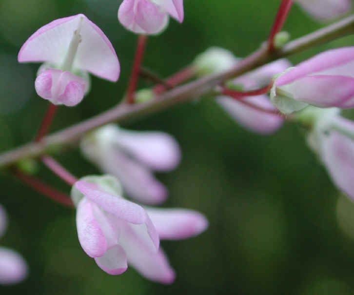 Pointed-leaf Tick Trefoil (Desmodium glutinosum) - 07