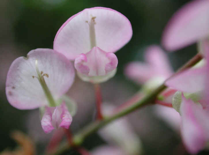 Pointed-leaf Tick Trefoil (Desmodium glutinosum) - 08