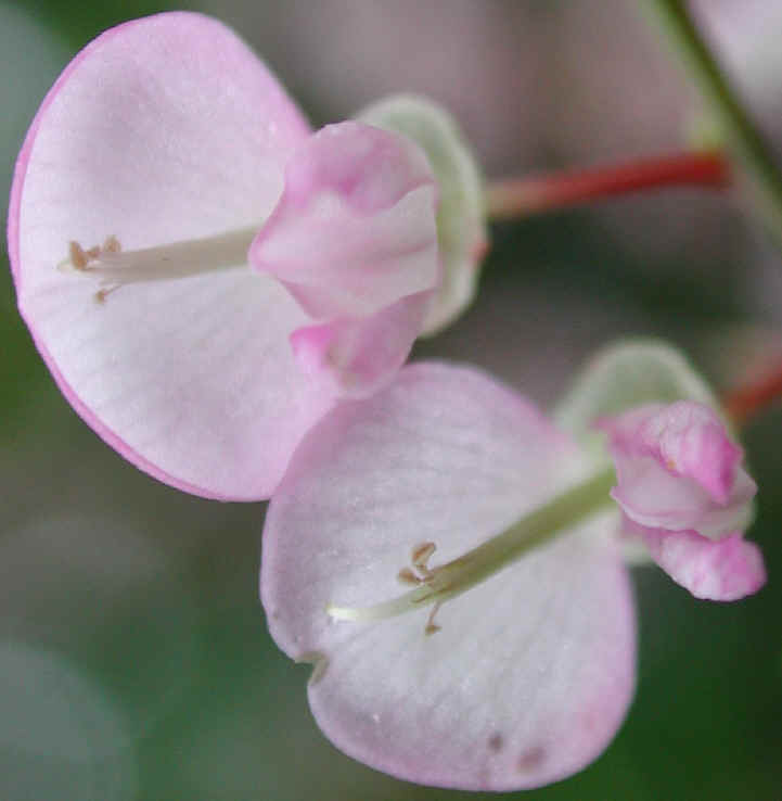 Pointed-leaf Tick Trefoil (Desmodium glutinosum) - 09