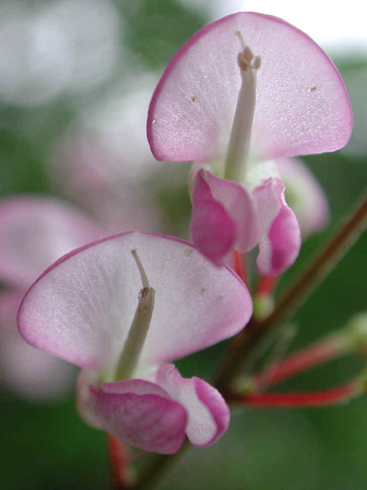 Pointed-leaf Tick Trefoil (Desmodium glutinosum) - 10