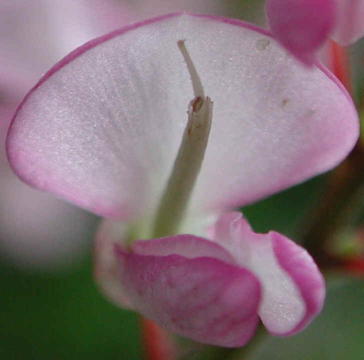 Pointed-leaf Tick Trefoil (Desmodium glutinosum) - 10a