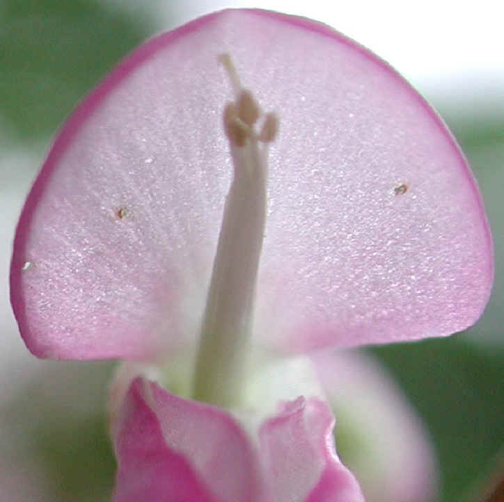 Pointed-leaf Tick Trefoil (Desmodium glutinosum) - 10b