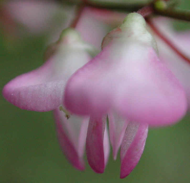 Pointed-leaf Tick Trefoil (Desmodium glutinosum) - 11