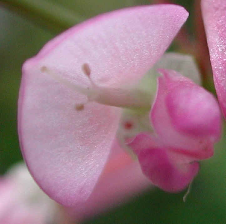 Pointed-leaf Tick Trefoil (Desmodium glutinosum) - 13a