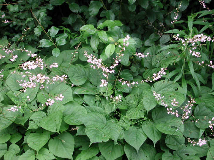 Pointed-leaf Tick Trefoil (Desmodium glutinosum) - 16