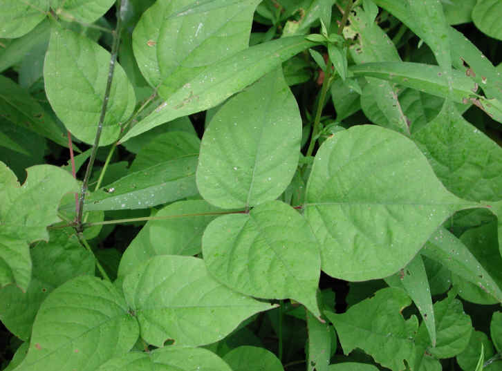 Pointed-leaf Tick Trefoil (Desmodium glutinosum) - 18