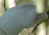 Turtlehead (Chelone glabra) - 06