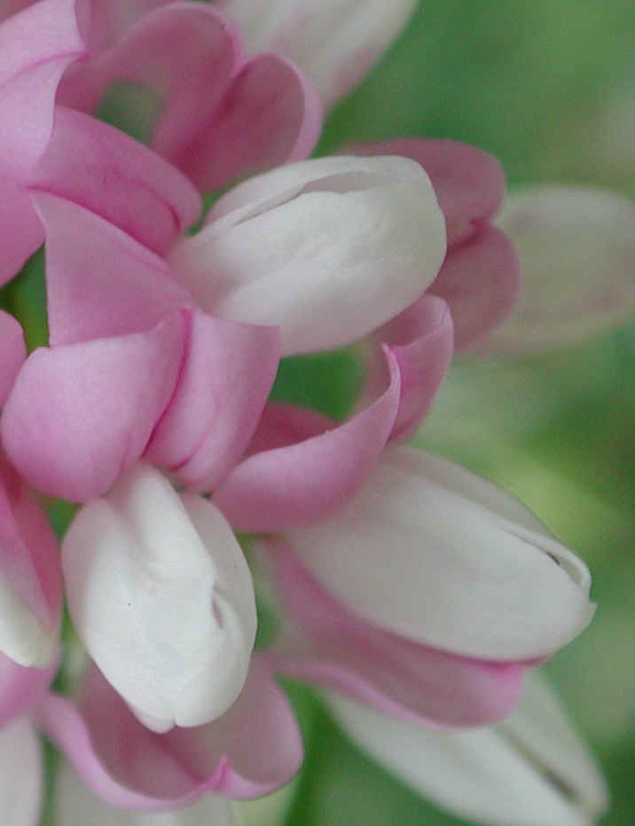 Crown Vetch (Coronilla varia) - 05
