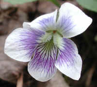 Confederate Violet (Viola sororia f. priceana) - 01