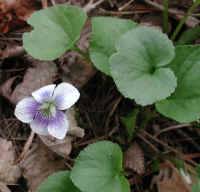 Confederate Violet (Viola sororia f. priceana)