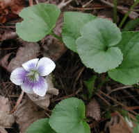 Violet, Confederate (Viola sororia f. priceana)