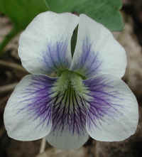 Confederate Violet (Viola sororia f. priceana) - 03