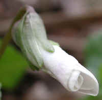 Confederate Violet (Viola sororia f. priceana) - 05