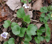 Confederate Violet (Viola sororia f. priceana) - 06