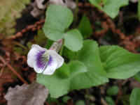 Confederate Violet (Viola sororia f. priceana) - 07
