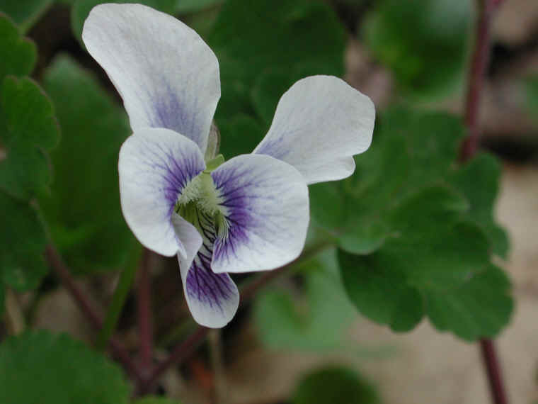 Confederate Violet (Viola sororia f. priceana) - 10