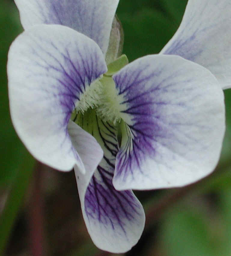 Confederate Violet (Viola sororia f. priceana) - 10a