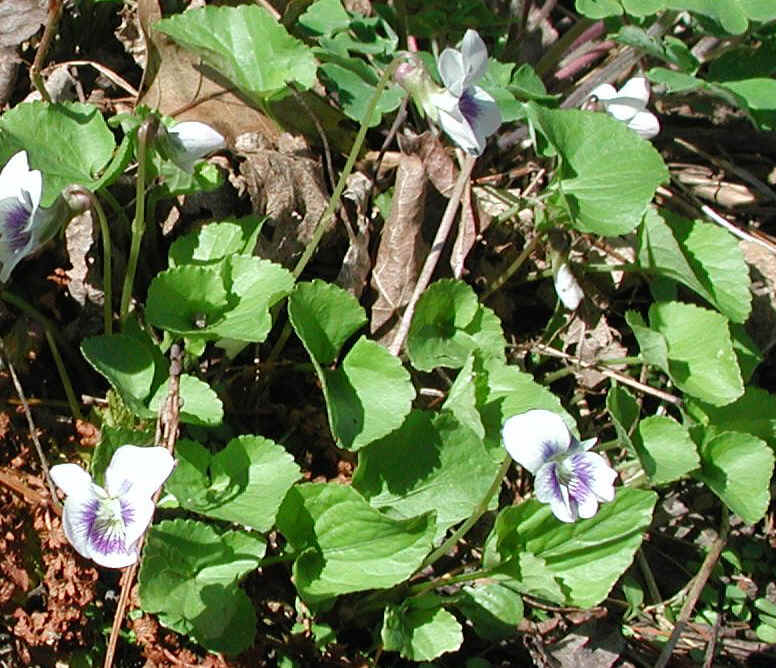Confederate Violet (Viola sororia f. priceana) - 13a