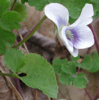 Confederate Violet (Viola sororia f. priceana) - 14a