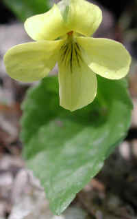 Violet - Yellow (Viola rotundifolia)