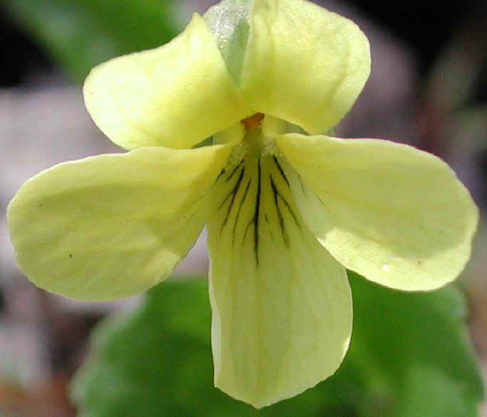 Round-Leaved Yellow Violet (Viola rotundifolia) - 01a