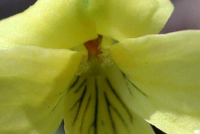 Round-Leaved Yellow Violet (Viola rotundifolia) - 02