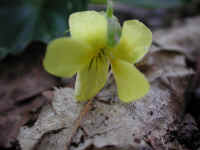 Yellow Violet (Viola rotundifolia) - 03