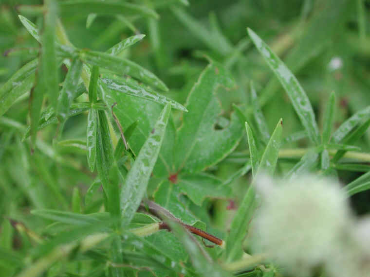 Virginia Mountain Mint (Pycnanthemum virginianum) - 04