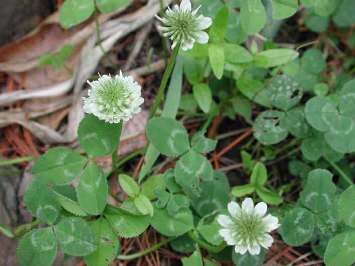 Clover, White (Trifolium repens) - 02