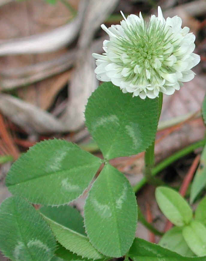 Clover, White (Trifolium repens) - 02a