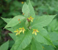 Whorled Loosestrife (Lysimachia quadrifolia)