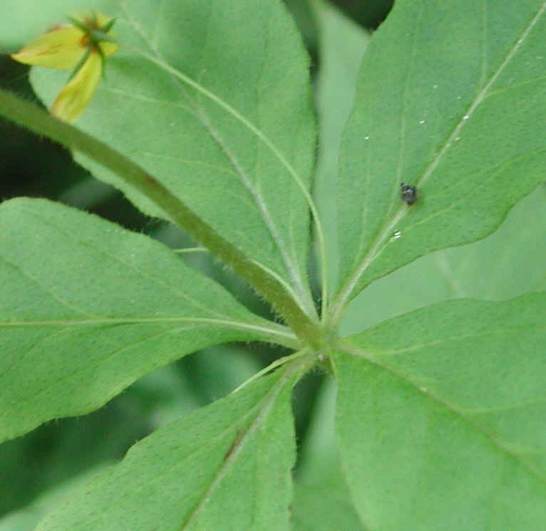 Whorled Loosestrife (Lysimachia quadrifolia) - 02a