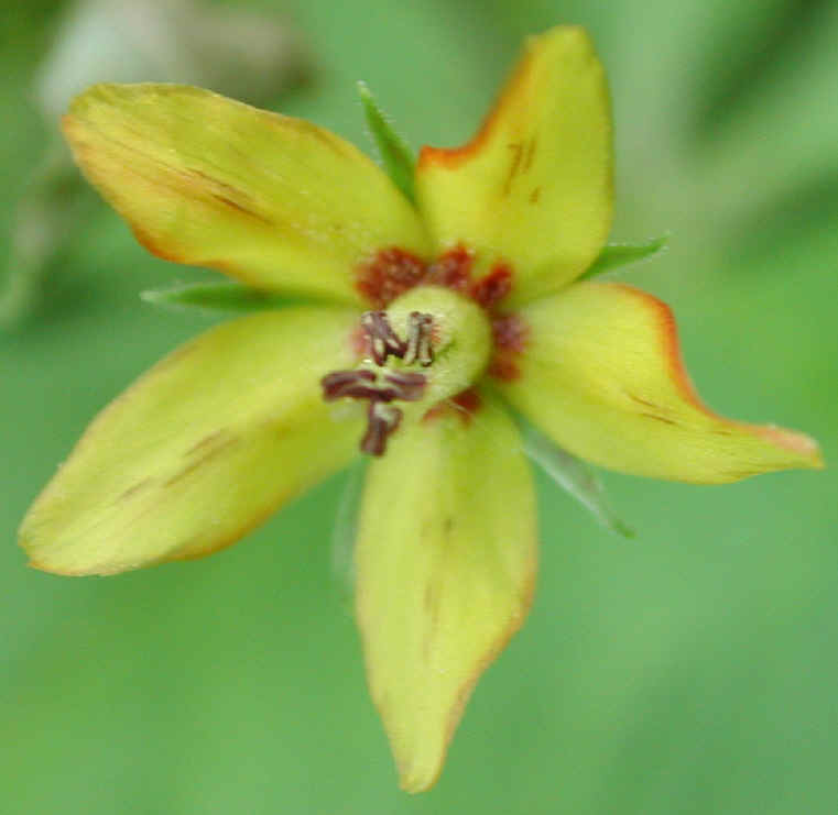 Whorled Loosestrife (Lysimachia quadrifolia) - 03