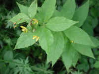 Whorled Loosestrife (Lysimachia quadrifolia) - 05