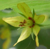 Whorled Loosestrife (Lysimachia quadrifolia) - 06